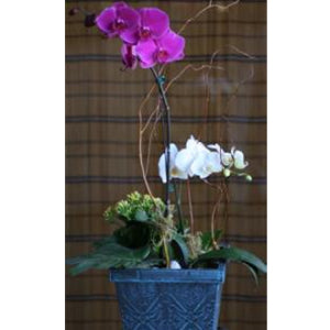 Orchid Planter